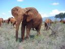After cooling the body the orphans go back to feed.jpg