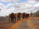 Bura show the orphans the way to waterhole.jpg