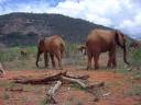 Edie and Laikipia join others tofeed.jpg