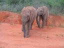 buchuma & naserian crossing road.jpg
