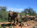 mulika leading the second group.jpg