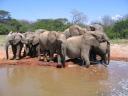 getting into the mud wallow.jpg