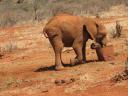 Morani