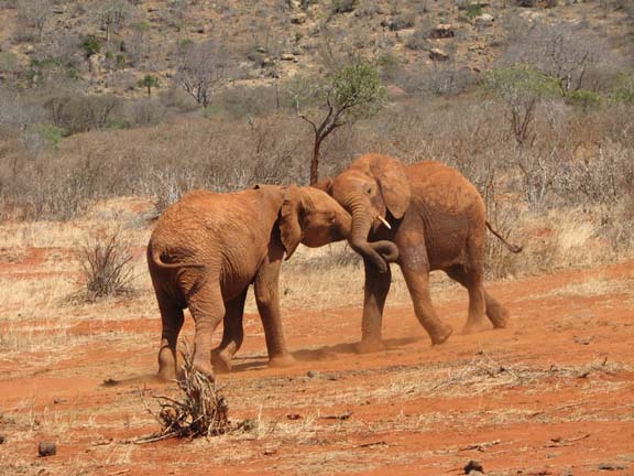 Morani & Mpala