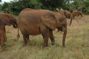 032007nairobi.jpg