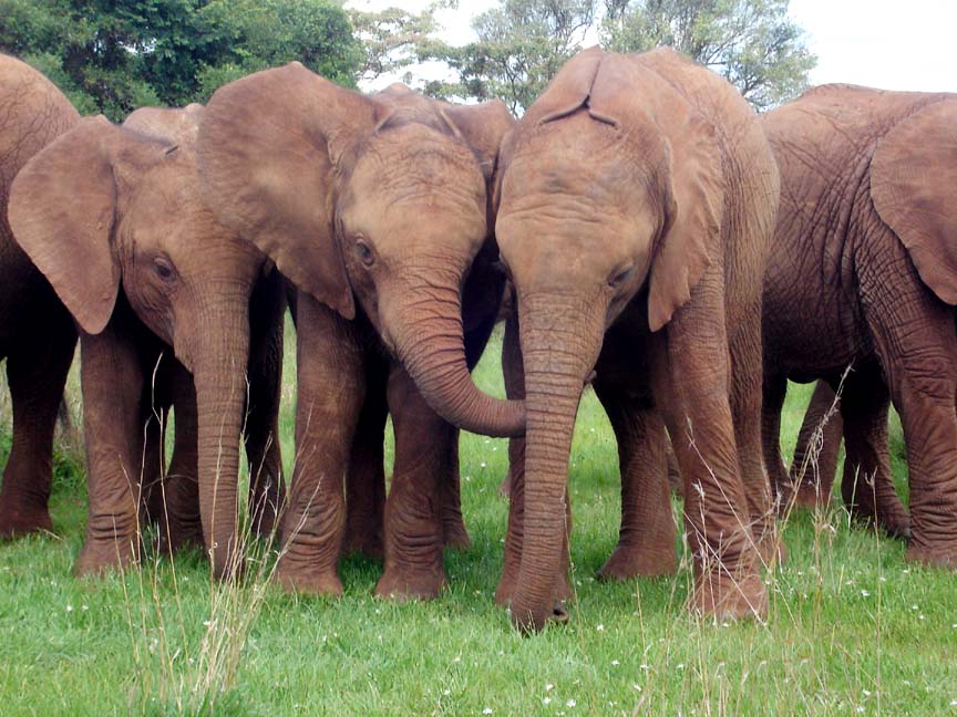 Chyulu, Makena und Zurura