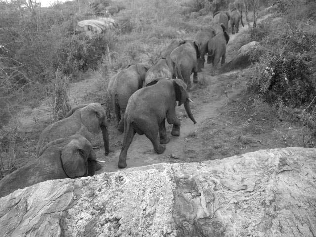 Und Laikipia mit ihrer Gruppe
