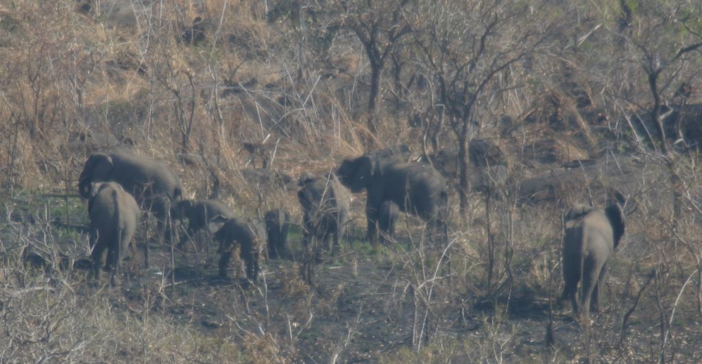 Eine Elefantenherde im Thuma Forest Reserve