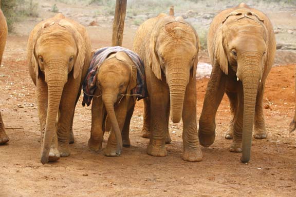 Chyulu, Shimba, Makena und Kamboyo