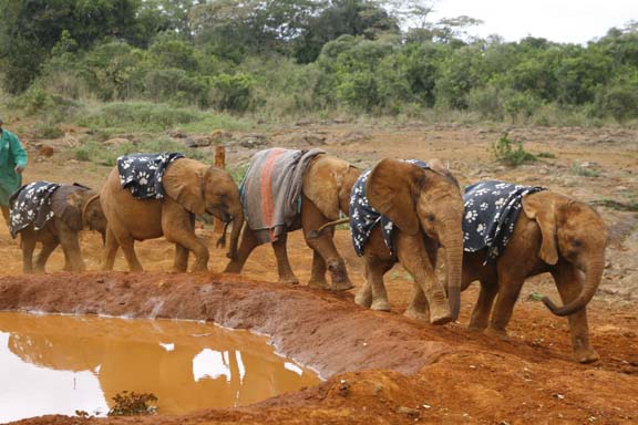 Lesanju, Lempaute, Sinya, Shimba und Dida