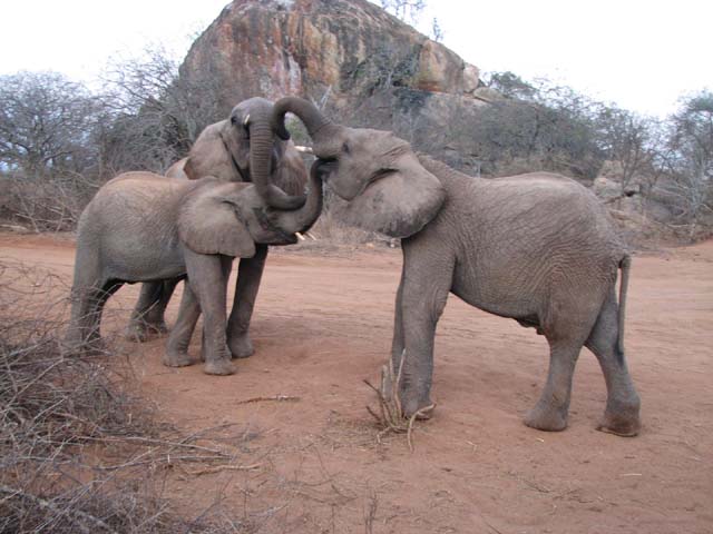 olmallo, yatta & napasha