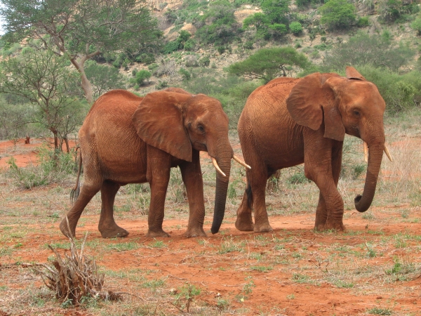 Mweiga & Burra