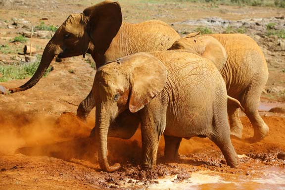 Makena, Lenana und Chyulu