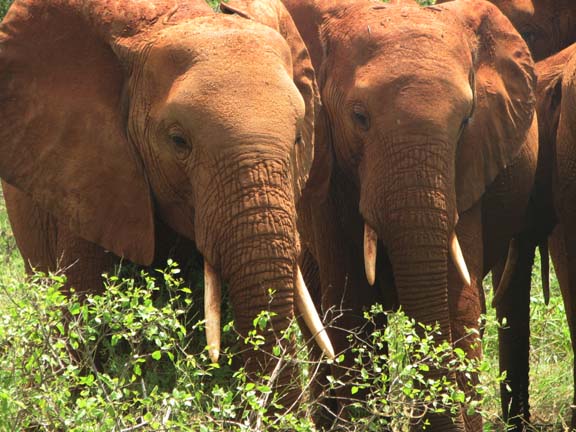Tsavo & Salama