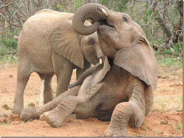 Oroko & Kinna in Ithumba