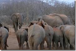 Ithumba2