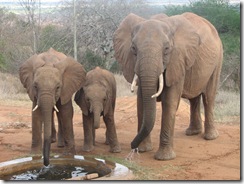 Lissa & her two calves drinking at the stkd (1)