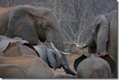 Ithumba