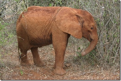 mzima