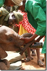 the Keepers give the calf re-hydrate fluid