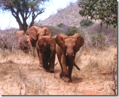 tsavo_marsch