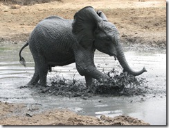 challa plays in water (1)