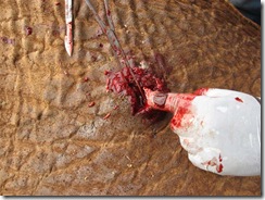 Cutting into the wound