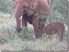 Idie & her calf (3)