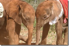 Shukuru (left) with Kavu