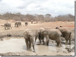 mud bath time at ithmuba