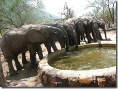 orphans taking water (4)