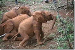 Tano, Mutara & Shukuru