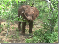 meibai feeding (5)