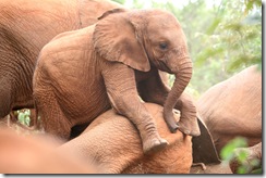 Shukuru playing