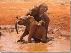 Shimba ride onto Tasia