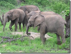 orphans grazing (1)