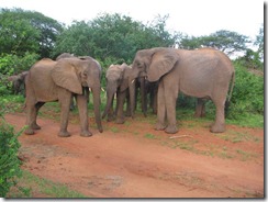 yatta group joins the orphans (5)