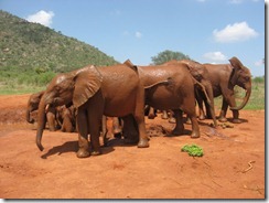 Lesanju & Others after mud bath (4)