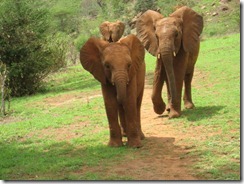 Taveta leading (1)