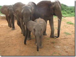 ithumbah escorted by kina, selengai & yatta