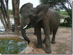 napasha flapping ears