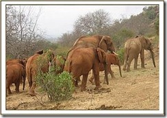 Burra und Laikipia führen die Gruppe an
