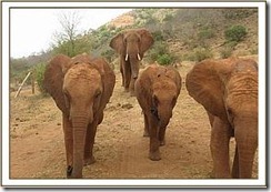 Laikipia paßt auf die Waisen auf