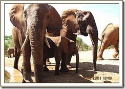 Laikipia, Eve und Emily