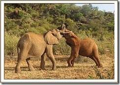 Mpala ringt mit Siria