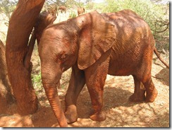 Mzima scratching up