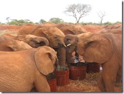 Orphns drinking (2)