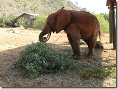 Solango is admitted in the stockd for medication (7)