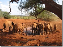 Warthog encouter eles at w. hole (1)