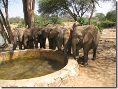 babies drinking at mud bath (1)
